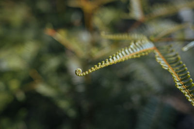 Close-up of insect on plant