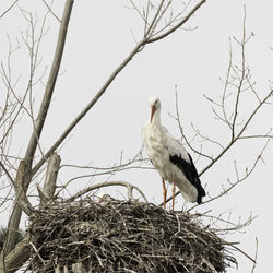 Low angle view of bird perching on plant against sky