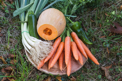 High angle view of vegetables on field