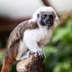 Portrait of monkey sitting on tree