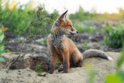 Curious fox cub watching in front of his nest