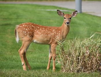 Portrait of deer standing on field