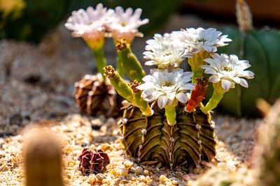 Close-up of flowering plant on field