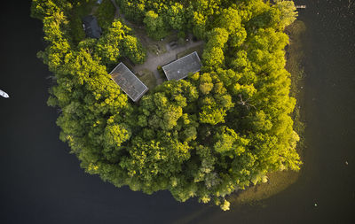 High angle view of yellow plant against trees