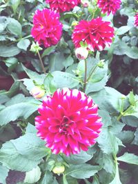 Close-up of pink flowers