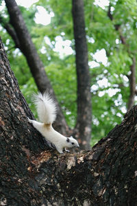 View of a bird on tree trunk