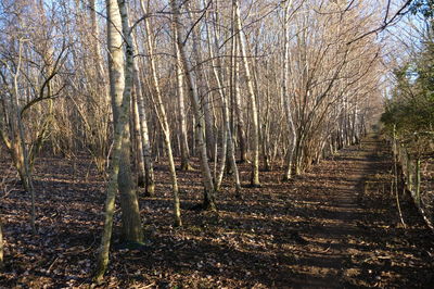 Bare trees in forest during autumn