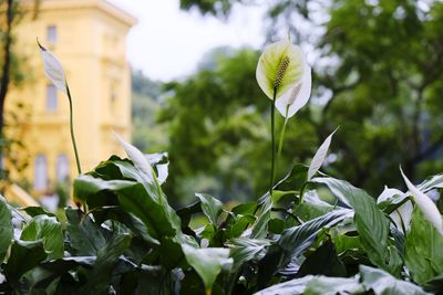 Close-up of flowering plant