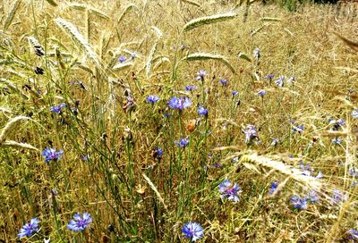 Close-up of purple flowers blooming in field