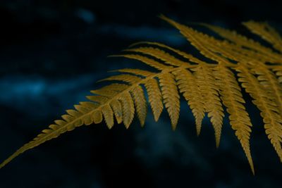 Close-up of yellow leaves during autumn