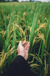 Cropped hand of person holding crop in field 