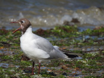 Close-up of seagull perching on land