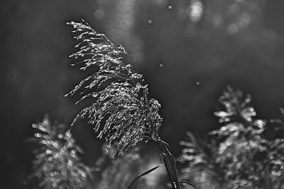 Close-up of pine tree during winter