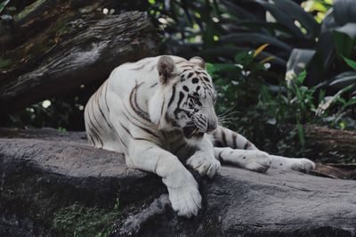Tiger sitting in a forest