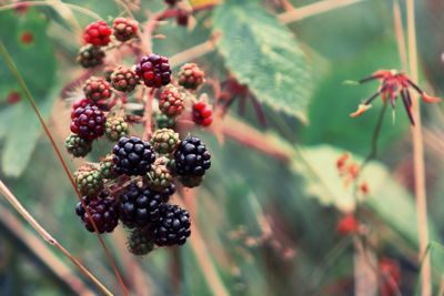 Close-up of berries growing outdoors