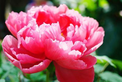 Close-up of pink rose flower in park