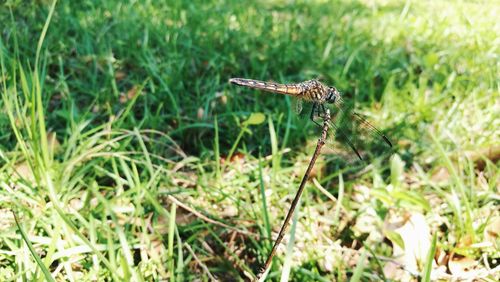 Close-up of grasshopper on grass