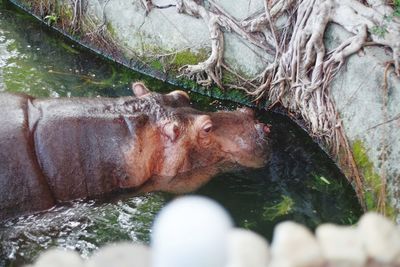 High angle view of horse drinking water