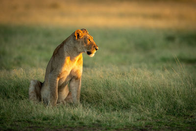 Big cat on grass