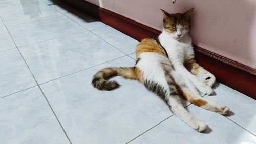 Cat sitting on floor,cute cat very cute cat