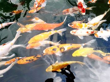 High angle view of koi carps swimming in lake