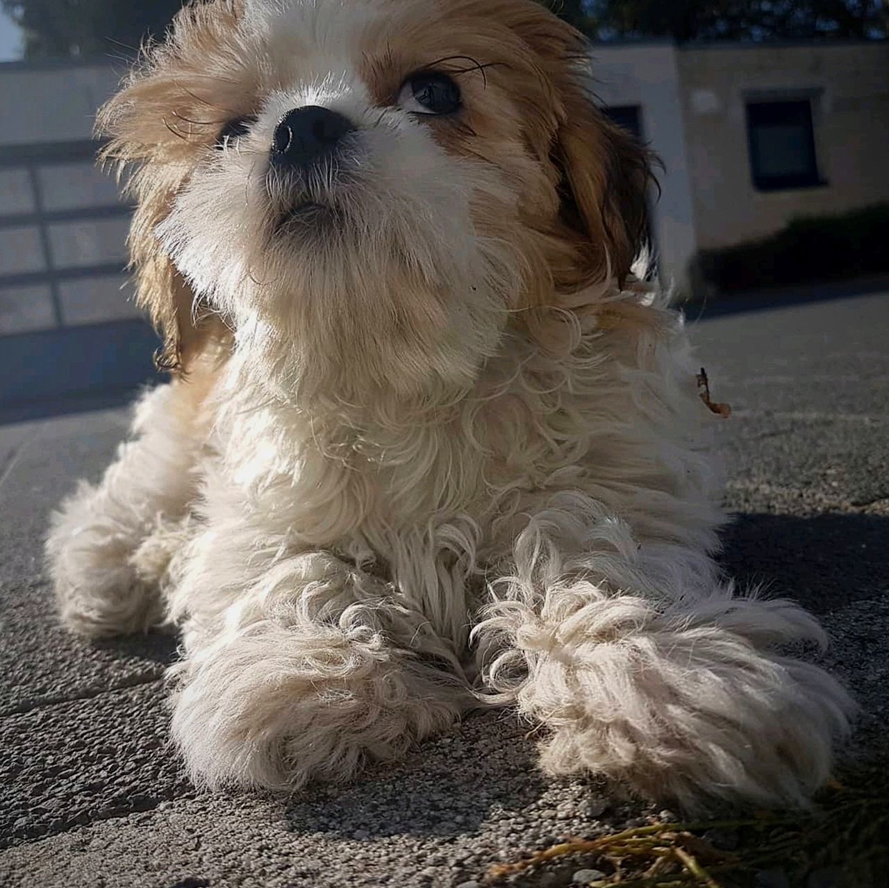 CLOSE-UP PORTRAIT OF DOG SITTING ON FLOOR