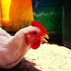 Close-up of rooster