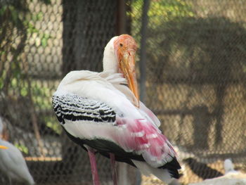 Close-up of pelican perching outdoors