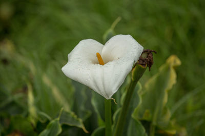 Close-up of white flowering plant