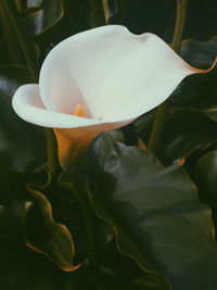 Close-up of white flowers