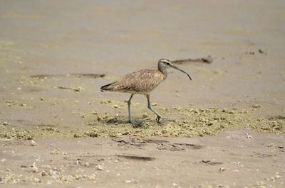 View of bird on beach