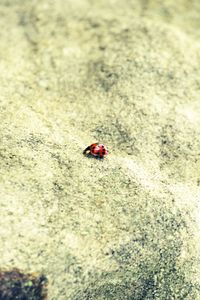 Close-up of ladybug on leaf