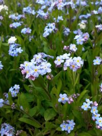 Close-up of purple flowers blooming in field