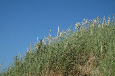 Low angle view of grass on field against clear blue sky