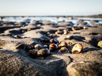 Surface level of pebbles on beach