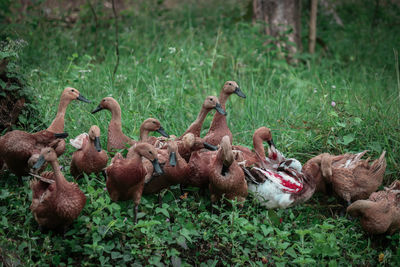 Flock of birds on field