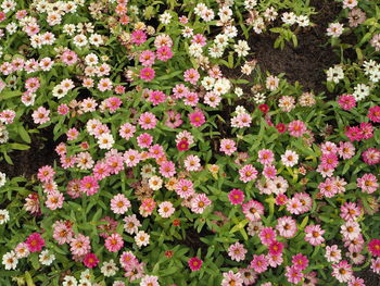 High angle view of pink flowering plants