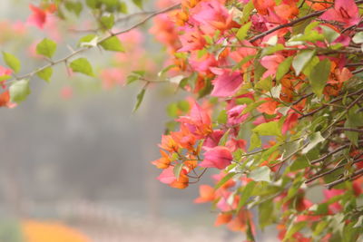 Close-up of bougainvillea tree