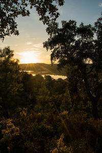 Trees on landscape against sky at sunset