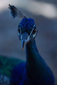 Close-up of peacock