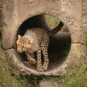 View of cheetah cub in pipe