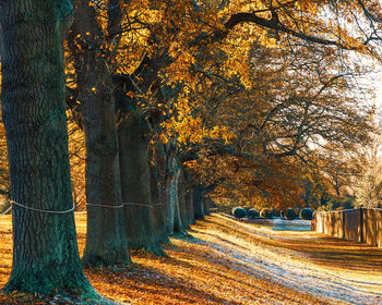 Trees growing in forest during autumn