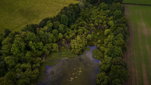 High angle view of trees in forest