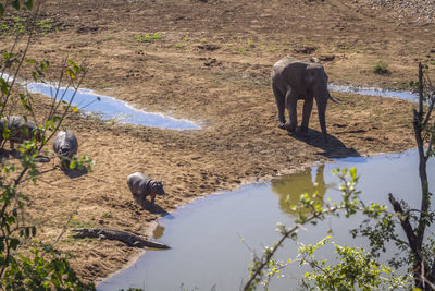 High angle view of elephant drinking water