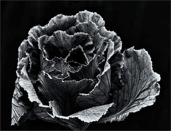 Close-up of flower over black background