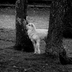Sheep on tree trunk on field
