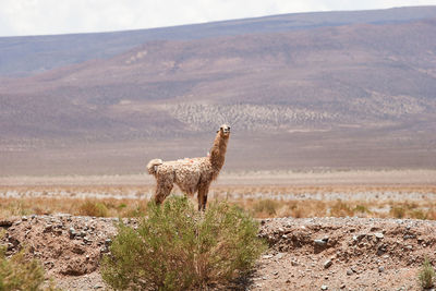 Giraffe standing on field against mountain