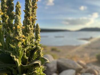 Close-up of plants on beach against sky