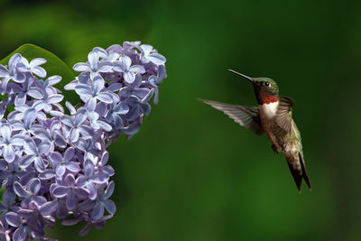 Close-up of bird flying against blurred background