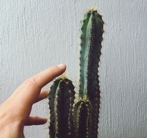 Close-up of hand touching cactus